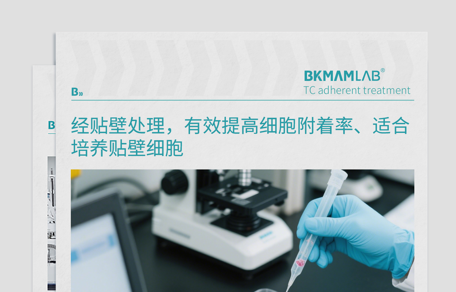 BKM貼壁細(xì)胞培養(yǎng)皿詳情2025.7_16.jpg