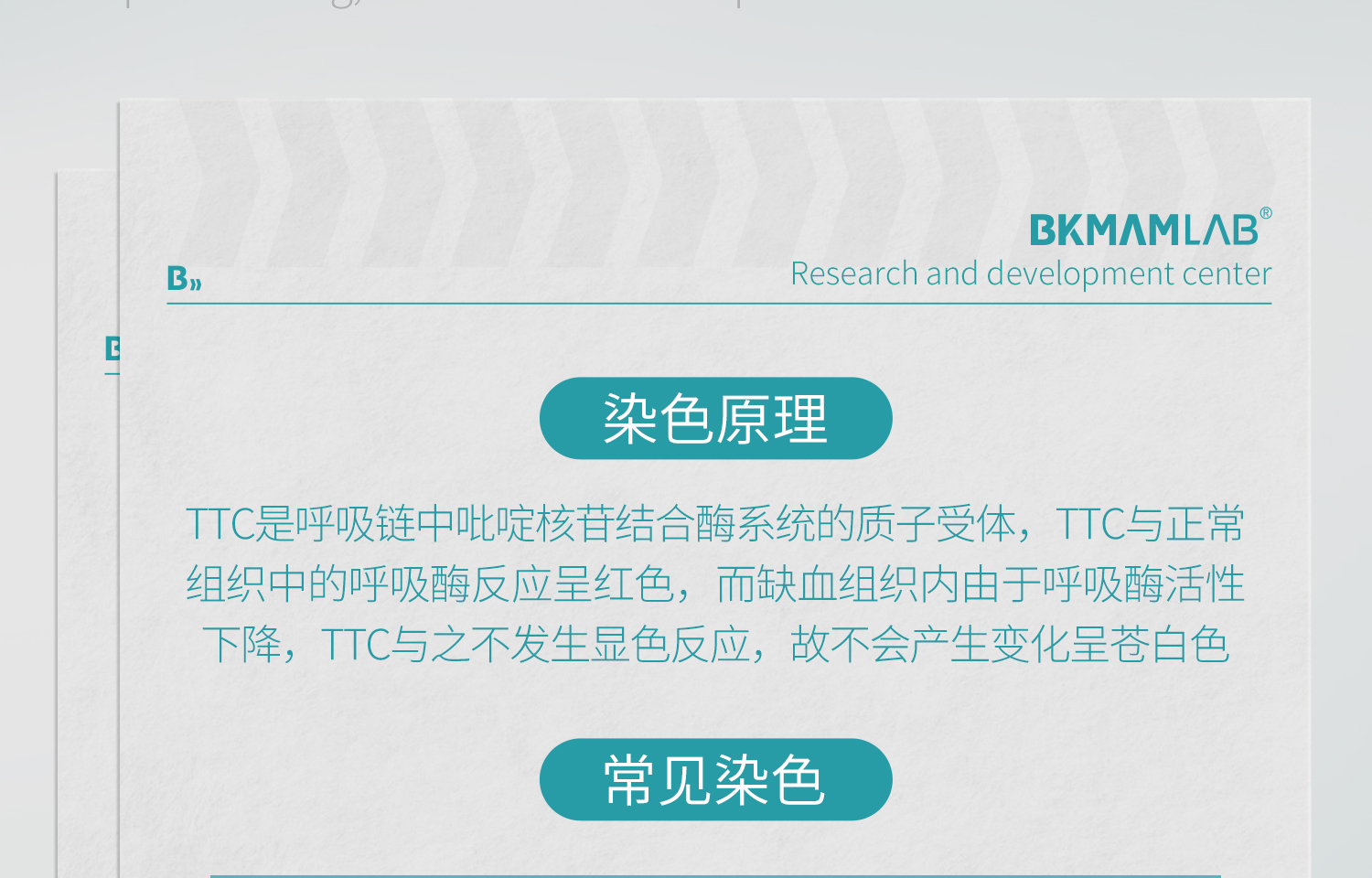 BKMAMLAB-TTC染色液详情_10.jpg