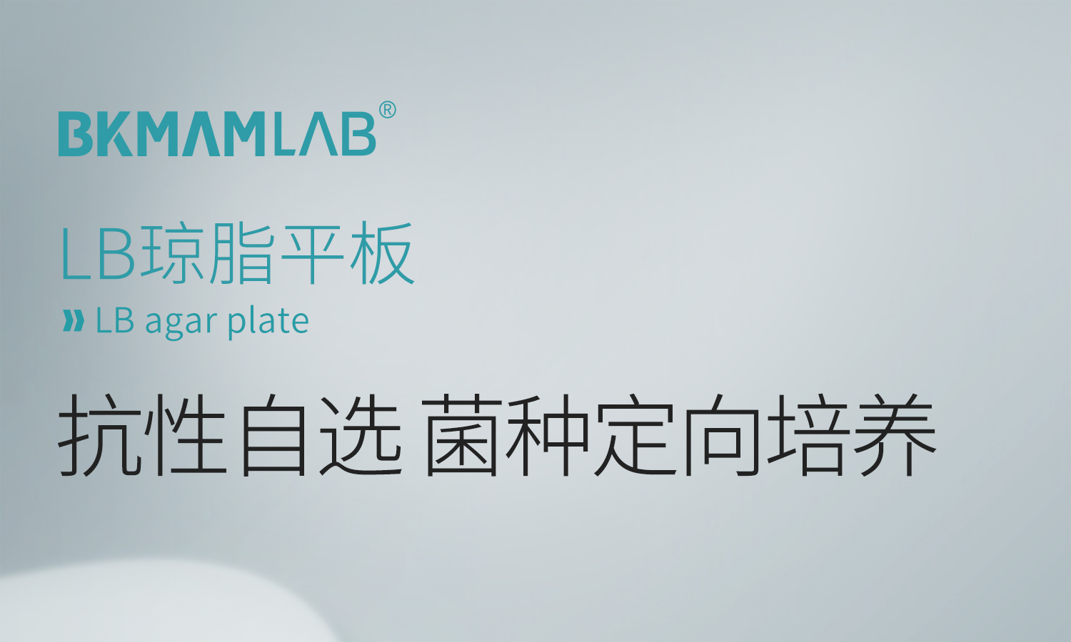 LB瓊脂平板_01.jpg